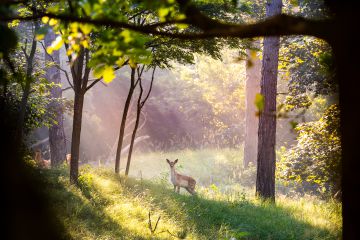 Een vroege ochtend in het bos