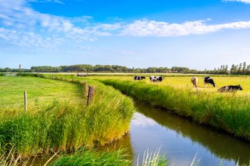 Die Kühe auf der Wiese