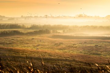 Zonsopkomst in het weiland