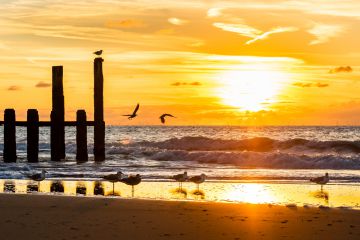 Möwen bei Sonnenuntergang am Strand von Domburg
