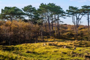 Hirschen in den Dünen in der Nähe des Naturreservats Oranjezon