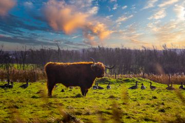 Schotse Hooglander