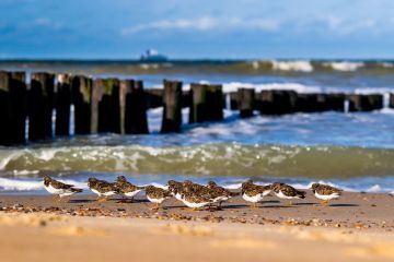Eine Gruppe von Sanderlingen am Strand von Domburg