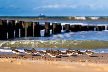 Een groep drieteenstrandlopers op het strand van Domburg